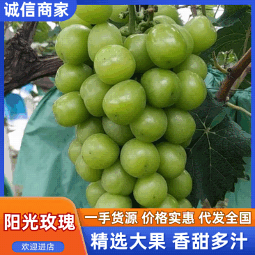 《阳光玫瑰》浙江三门葡萄基地直发/甜度高耐运输/欢迎来电