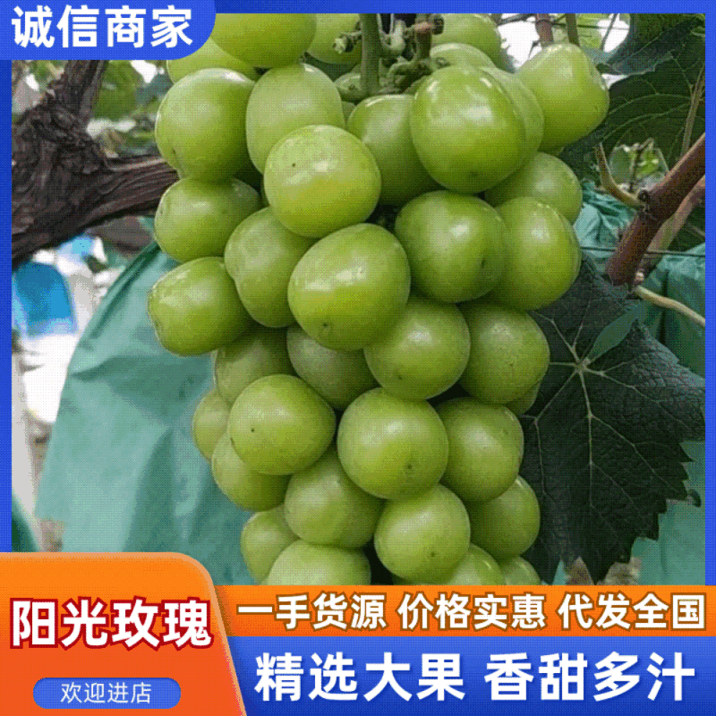 《阳光玫瑰》浙江三门葡萄基地直发/甜度高耐运输/欢迎来电