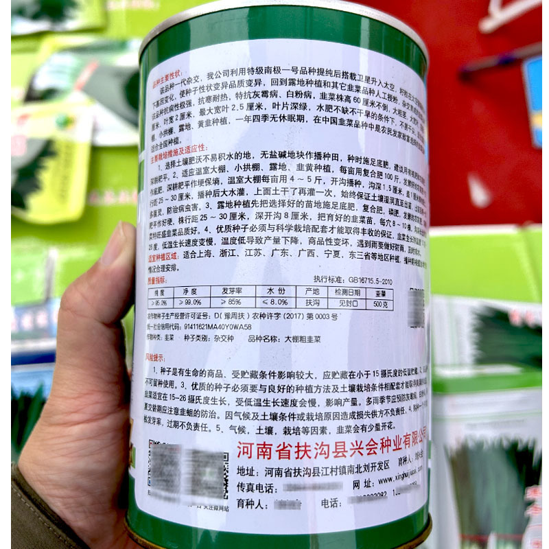 大棚粗韭王韭菜种子不休眠宽叶茎长不倒伏耐热抗寒大棚用种