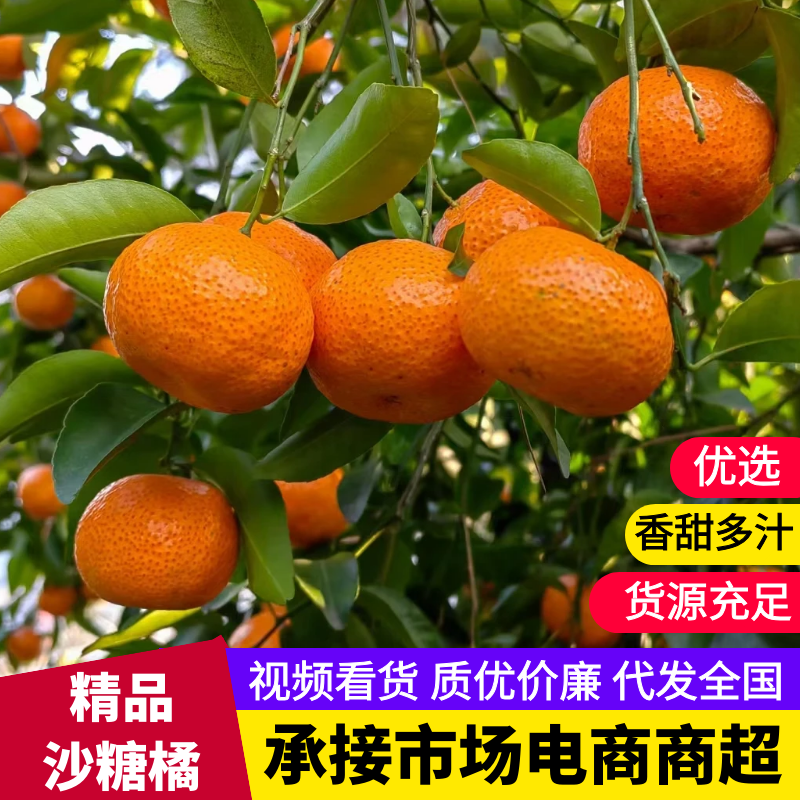 沙糖橘大量供应，全国发货，品质保证，可视频看货，欢迎来电