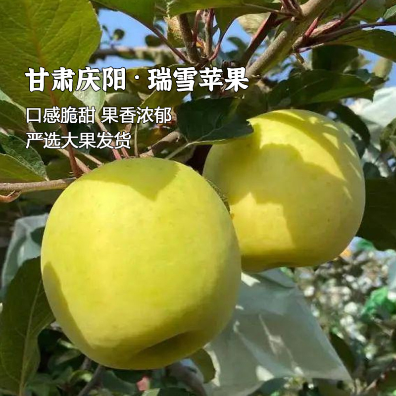 甘肃庆阳瑞雪苹果一级果精选商品果