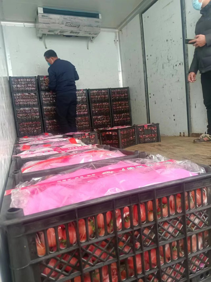 广西千禧圣女果大量供应中对接市场商超电商量大从优欢迎来电