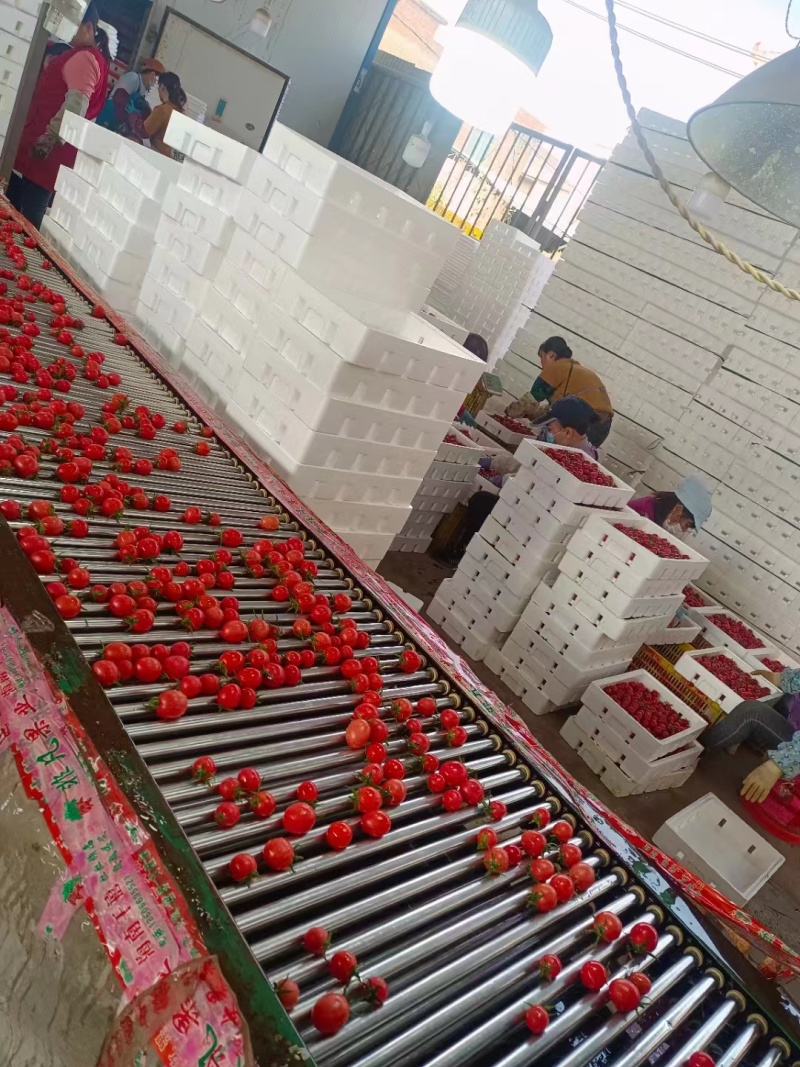 广西千禧圣女果大量供应中对接市场商超电商量大从优欢迎来电