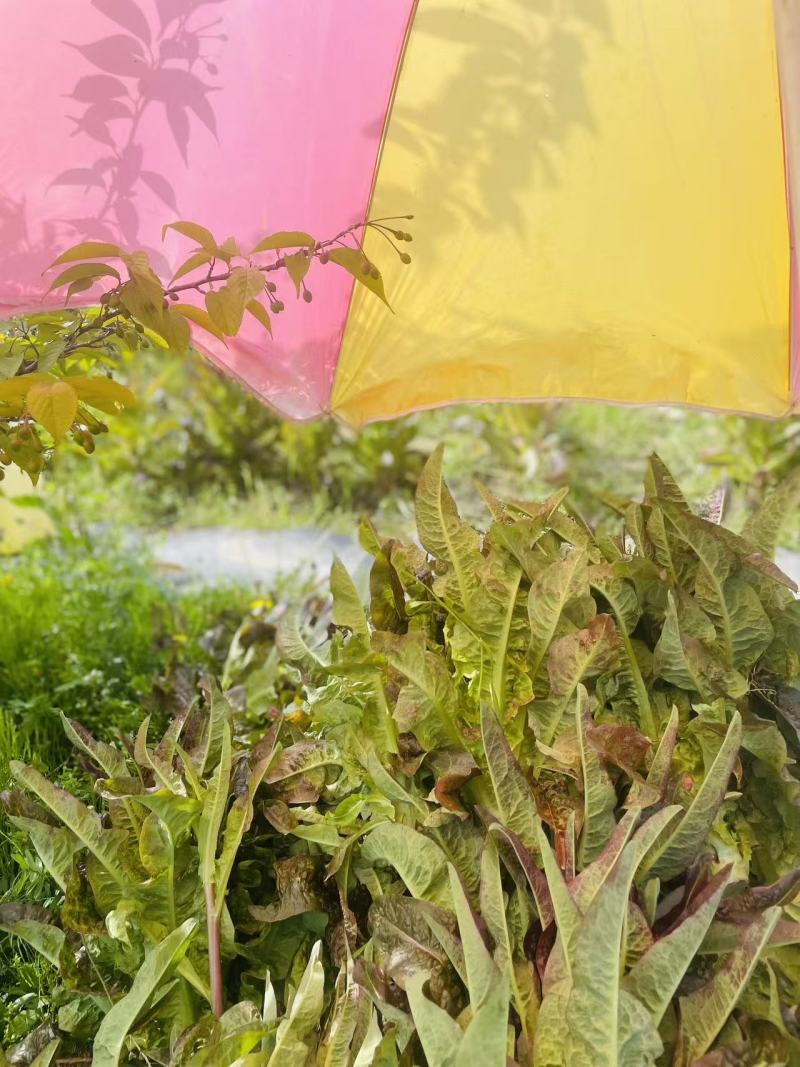 红叶香莴笋莴苣精品推荐一件代发对接全国市场批发团购均可