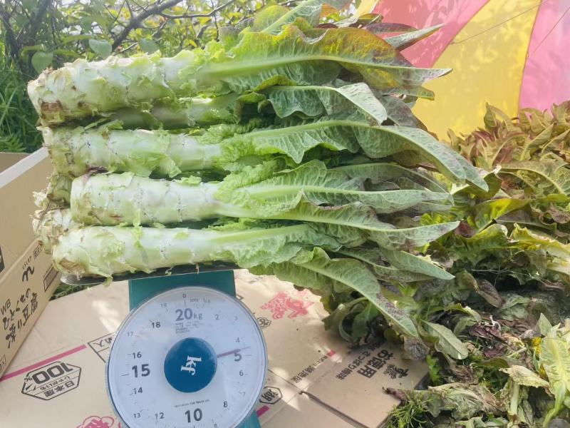 红叶香莴笋莴苣精品推荐一件代发对接全国市场批发团购均可