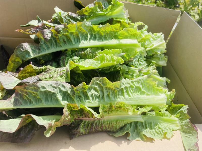 红叶香莴笋莴苣精品推荐一件代发对接全国市场批发团购均可