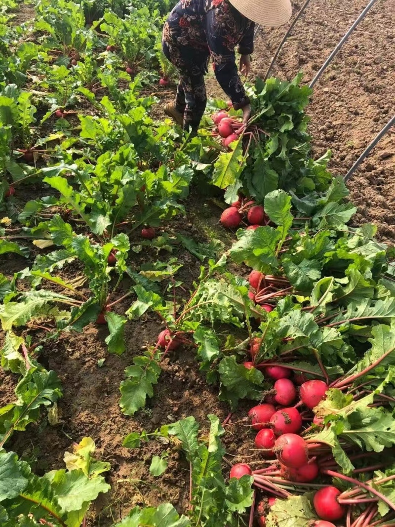 湖北红皮萝卜对接电商批发市场价格实惠货源充足一件代发