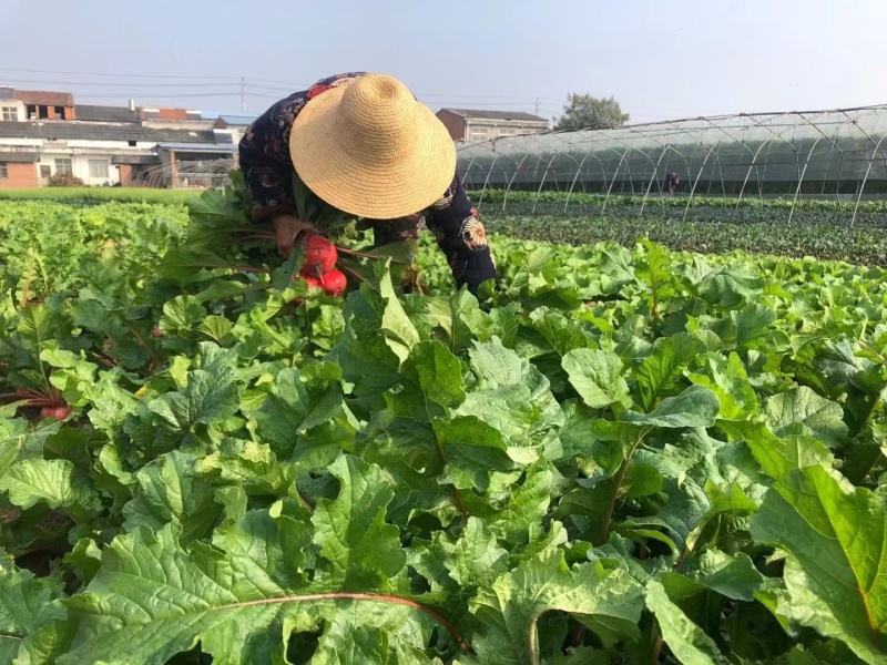 湖北红皮萝卜对接电商批发市场价格实惠货源充足一件代发