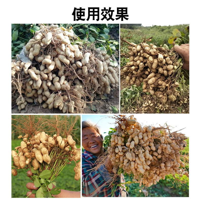 花生高产套餐花生三遍肥增产膨果控旺抗病无水豆果白果重下针