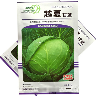 越夏甘蓝种子绿叶黄心抗黄萎病和黑腐病夏秋播种圆球形深绿色