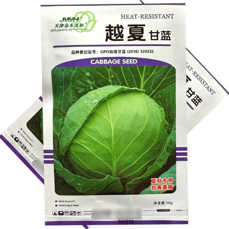 越夏甘蓝种子绿叶黄心抗黄萎病和黑腐病夏秋播种圆球形深绿色