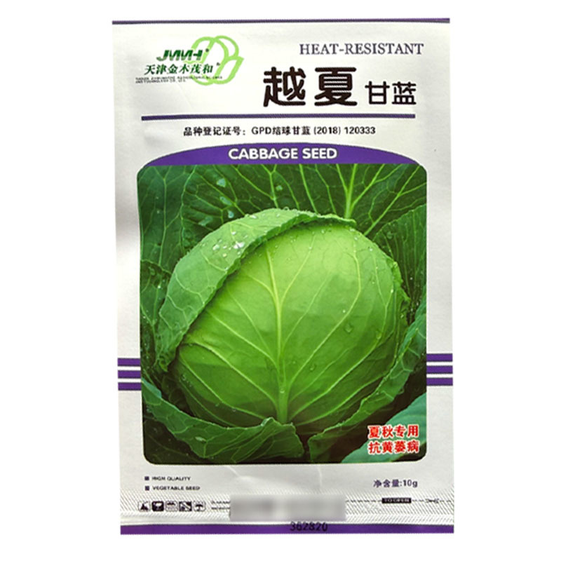 越夏甘蓝种子绿叶黄心抗黄萎病和黑腐病夏秋播种圆球形深绿色