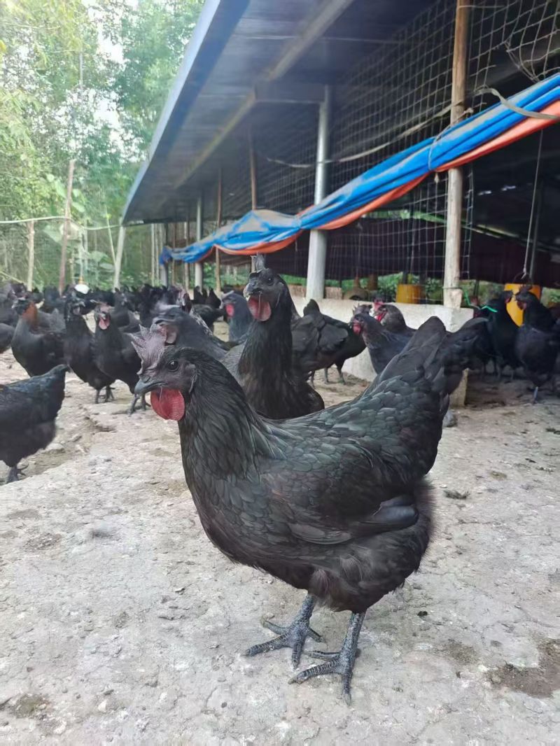 精品五黑鸡农户自养品种优良美味健康可视频看货