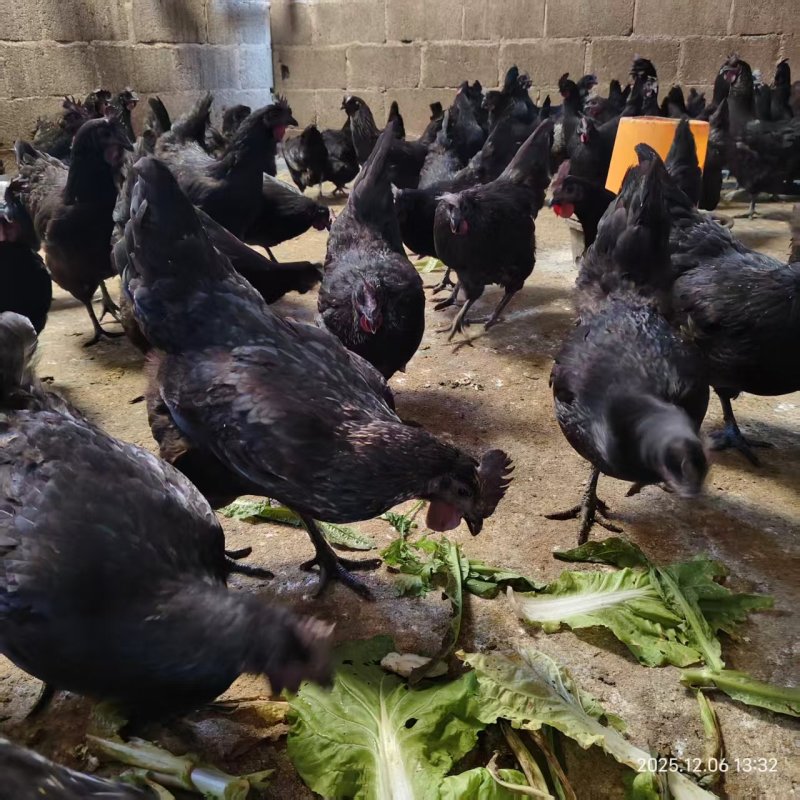 精品五黑鸡农户自养品种优良美味健康可视频看货