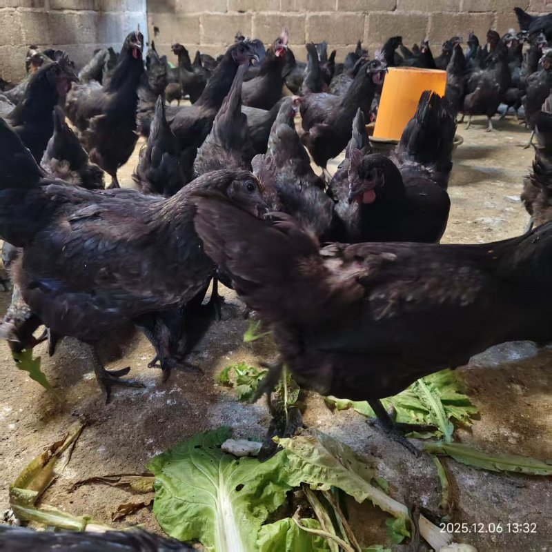 精品五黑鸡农户自养品种优良美味健康可视频看货