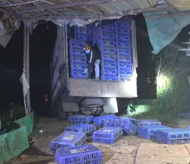 精品五黑鸡农户自养品种优良美味健康可视频看货