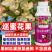 催花座果座果精巡蜜花果催花座果灵授粉果蔬菜细胞保花保果防