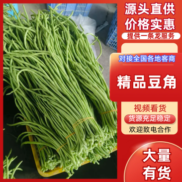 豆角广东精品豆角产地直发以质论价保质保量来电优惠