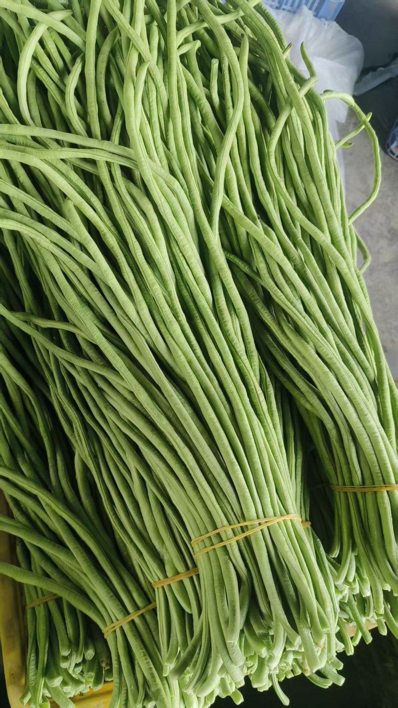 豆角广东精品豆角产地直发以质论价保质保量来电优惠