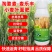 小麦分蘖穗粒饱小麦分蘖抗倒素分蘖宝小麦叶面肥小麦专用肥小