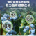 蓝莓专用叶面肥促花保果增甜膨大提高花青素含量防落裂果