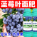 蓝莓专用叶面肥促花保果增甜膨大提高花青素含量防落裂果