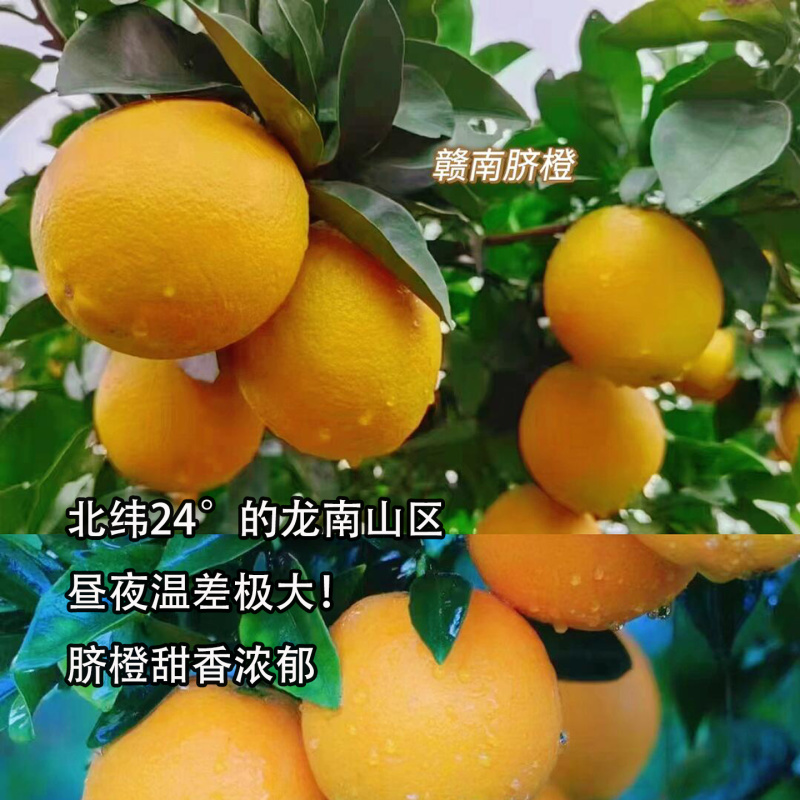 正宗赣南脐橙产地直发江西赣州龙南橙子新鲜应季花皮水果