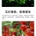 磷酸二氢钾膨化闪溶粉剂晶体速溶膨果转色冲施飞防全溶施