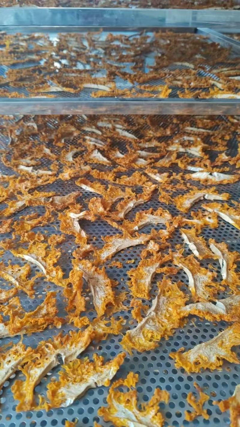 干金耳切片