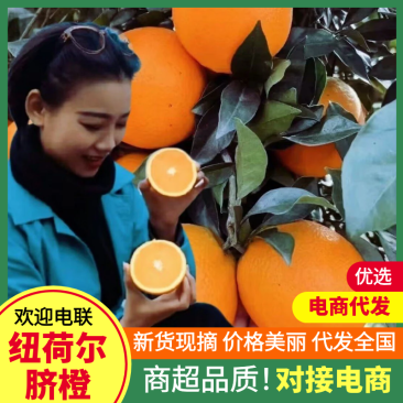 【先定先发】纽荷尔脐橙免费接待量大价优水分充足回头可多