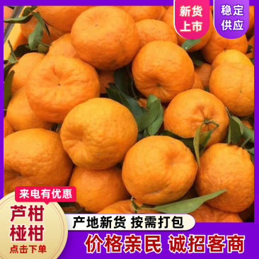 《精选》芦柑，椪柑，大量供应商超，电商，市场，出口边贸