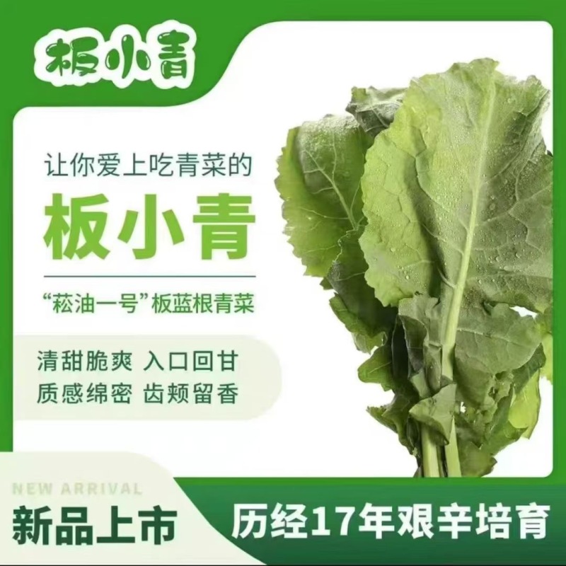 板蓝根青菜，精品青菜，大量新鲜现货速发，保质保量