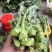 板蓝根青菜，精品青菜，大量新鲜现货速发，保质保量