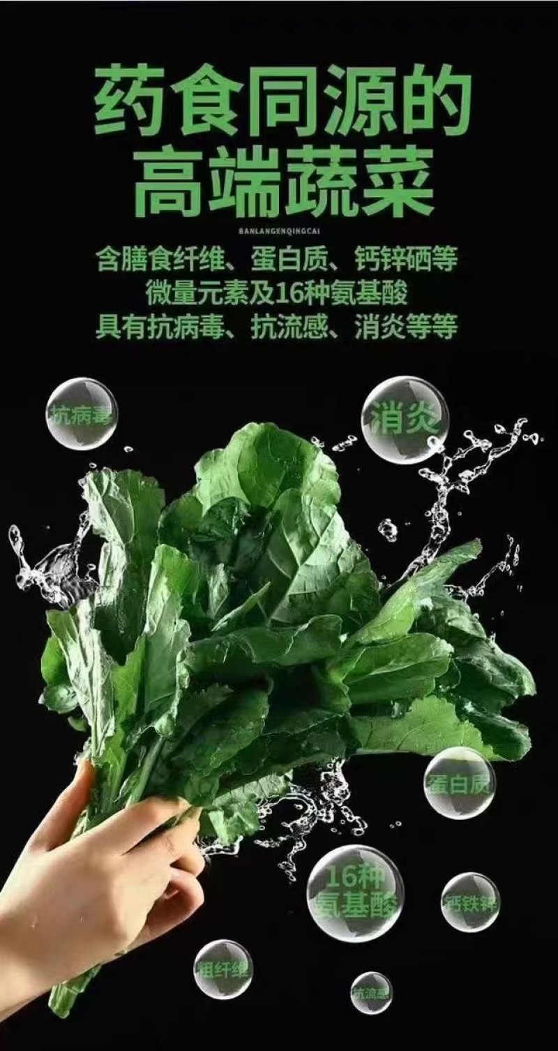 板蓝根青菜，精品青菜，大量新鲜现货速发，保质保量