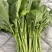 板蓝根青菜，精品青菜，大量新鲜现货速发，保质保量