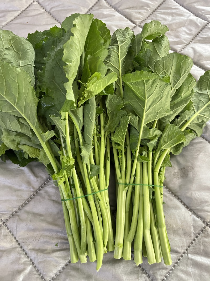 板蓝根青菜，精品青菜，大量新鲜现货速发，保质保量
