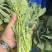 板蓝根青菜，精品青菜，大量新鲜现货速发，保质保量