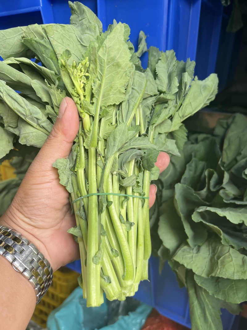板蓝根青菜，精品青菜，大量新鲜现货速发，保质保量