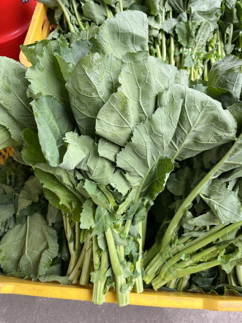 板蓝根青菜，精品青菜，大量新鲜现货速发，保质保量