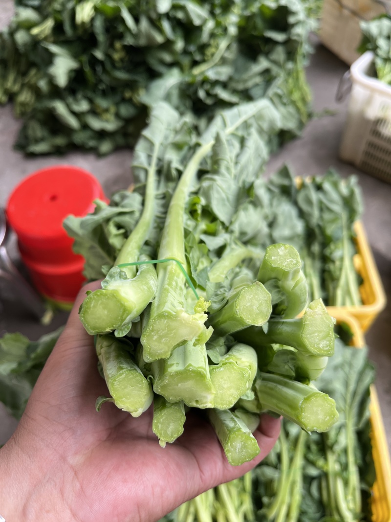 板蓝根青菜，精品青菜，大量新鲜现货速发，保质保量
