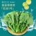 板蓝根青菜，精品青菜，大量新鲜现货速发，保质保量
