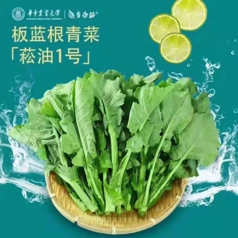 板蓝根青菜，精品青菜，大量新鲜现货速发，保质保量