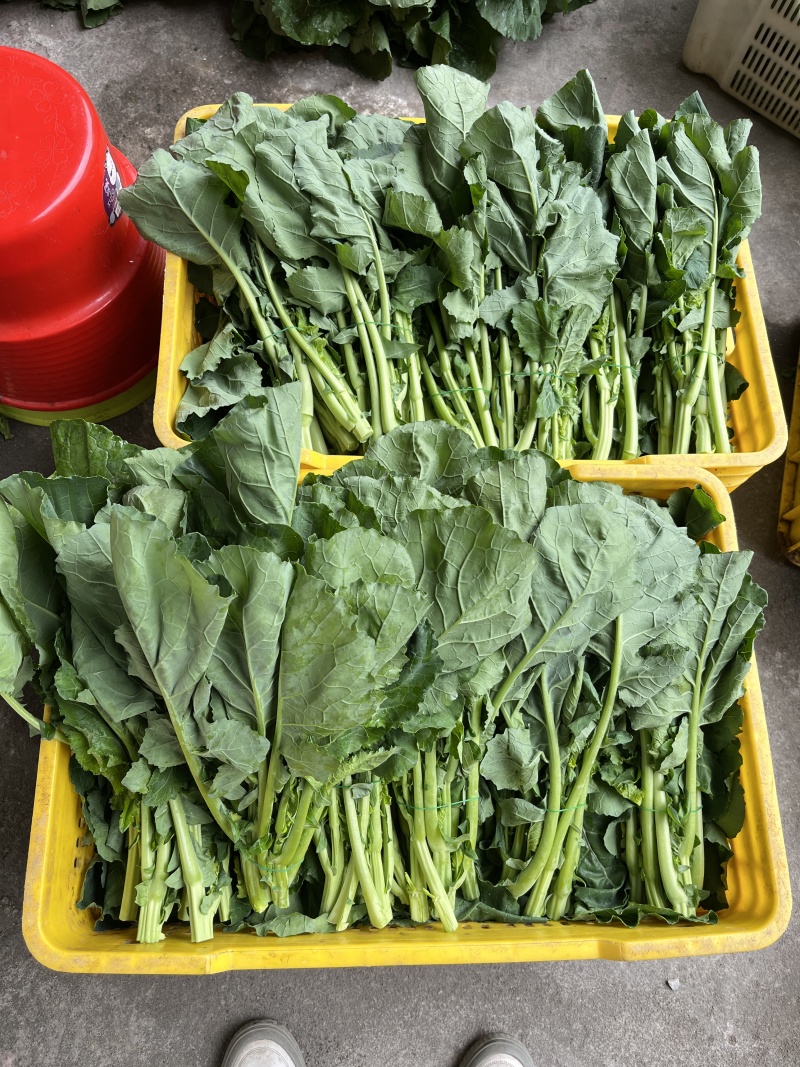 板蓝根青菜，精品青菜，大量新鲜现货速发，保质保量