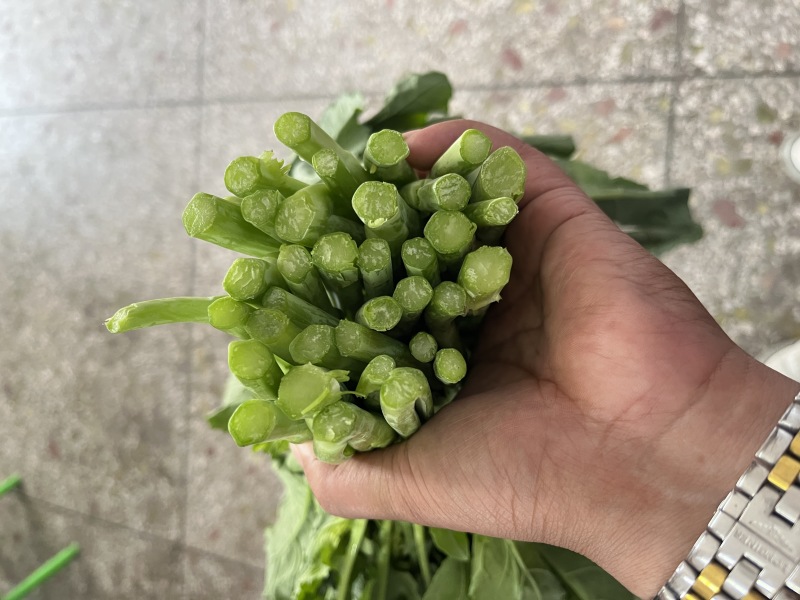 板蓝根青菜，精品青菜，大量新鲜现货速发，保质保量