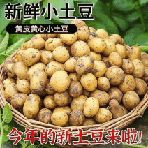 马尔科小土豆/恩施富硒小土豆/口感香糯软面整车零售均发货