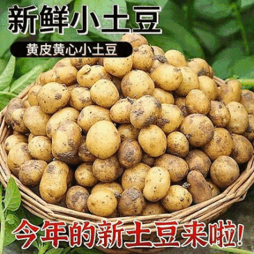 湖北恩施小土豆/马尔科黄心小土豆/产地直发/量大价优