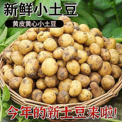 湖北恩施小土豆/马尔科黄心小土豆/产地直发/量大价优