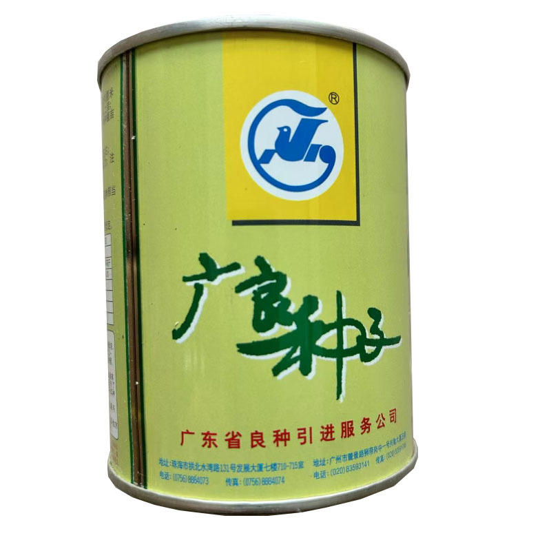 文图拉西芹种子进口芹菜原种生长快亩产高春秋播种