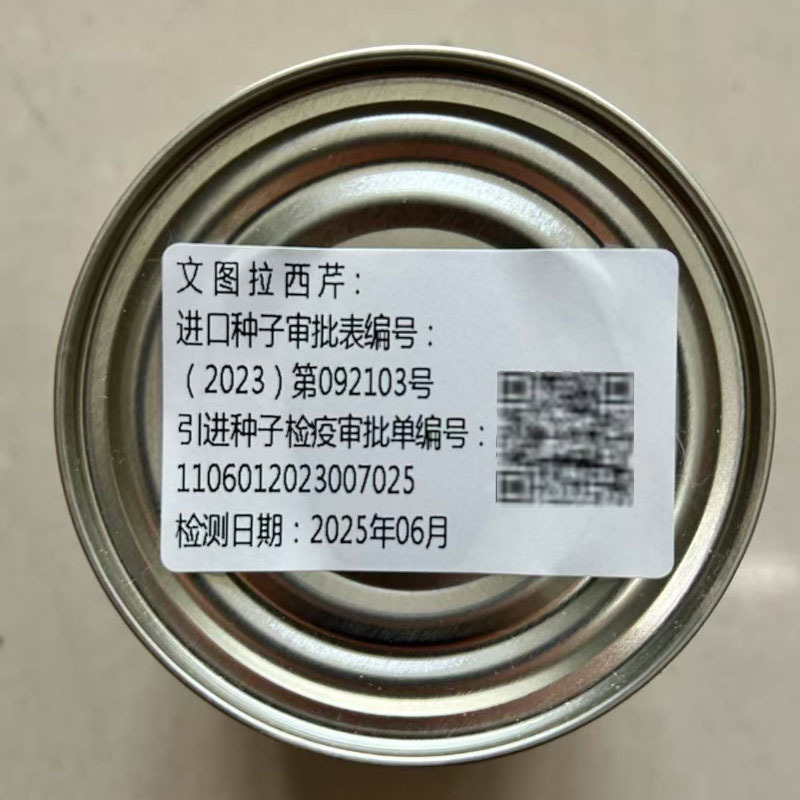 文图拉西芹种子进口芹菜原种生长快亩产高春秋播种