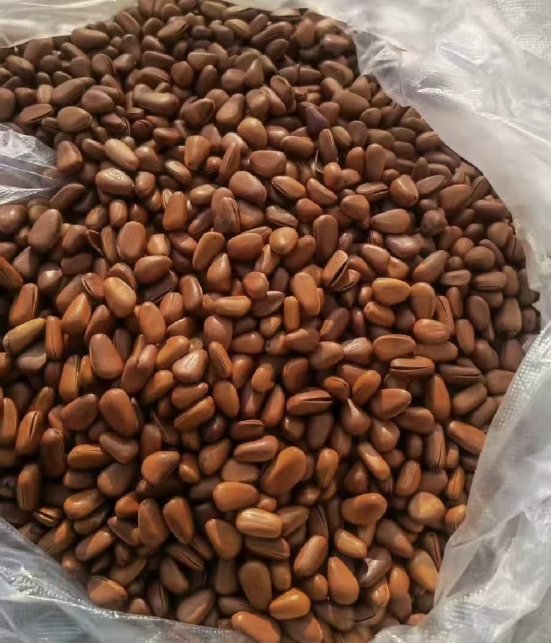 批发各种松子东北野生松子一手货源，保质保量开口松子